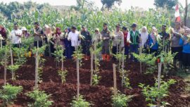 Panen Raya Jagung yang digelar Muspika Kecamatan Cipayung di lahan urban farming Jalan Bambu Hitam, Kelurahan Bambu Apus, Kamis pagi (8/5/2025).
