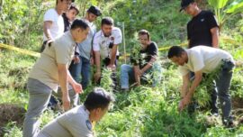 Penjual Ganja via Instagram di Bulukumba Ditangkap, Punya Ladang Ganja Sendiri